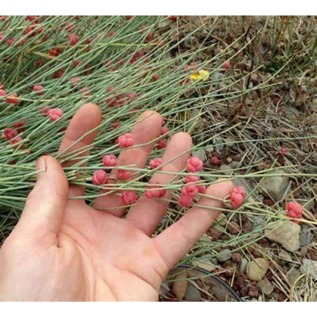 Эфедра травяной чай Китайский оригинальный ароматизированный чай Хороший чай Натуральный органический цветочный чай Зеленый пищевой травяной чай без добавок (500г)