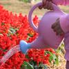 Children’s Elephant Watering Can and Sprayer Set