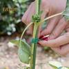 Garden Plant Ties Flexible Wire Design Weather-Resistant Vegetable Tomato Twist Ties Climbing Plants Support Ties