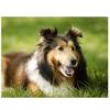 Полный 5D Diy Алмазная картина животных Собака Алмазная вышивка Крест Стежок Главная Декор Ручной подарок