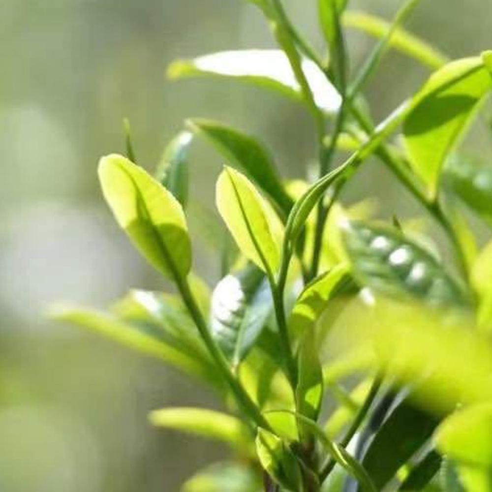 Юньнаньский пуэр сырой чайный пирог листовой чай в железной банке 104 г (8г * 13 шт.)