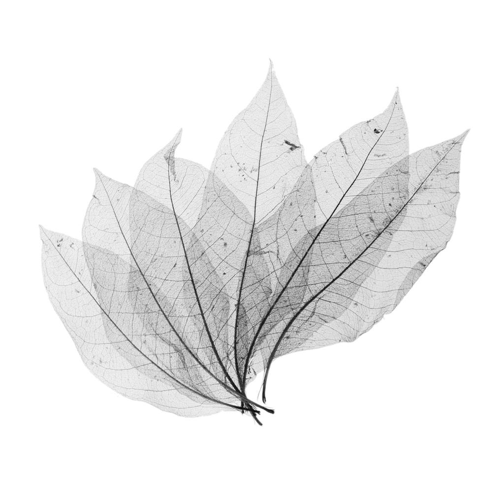 50x Magnolia Skeleton Leaf Card Making Scrapbook Embellishment Black
