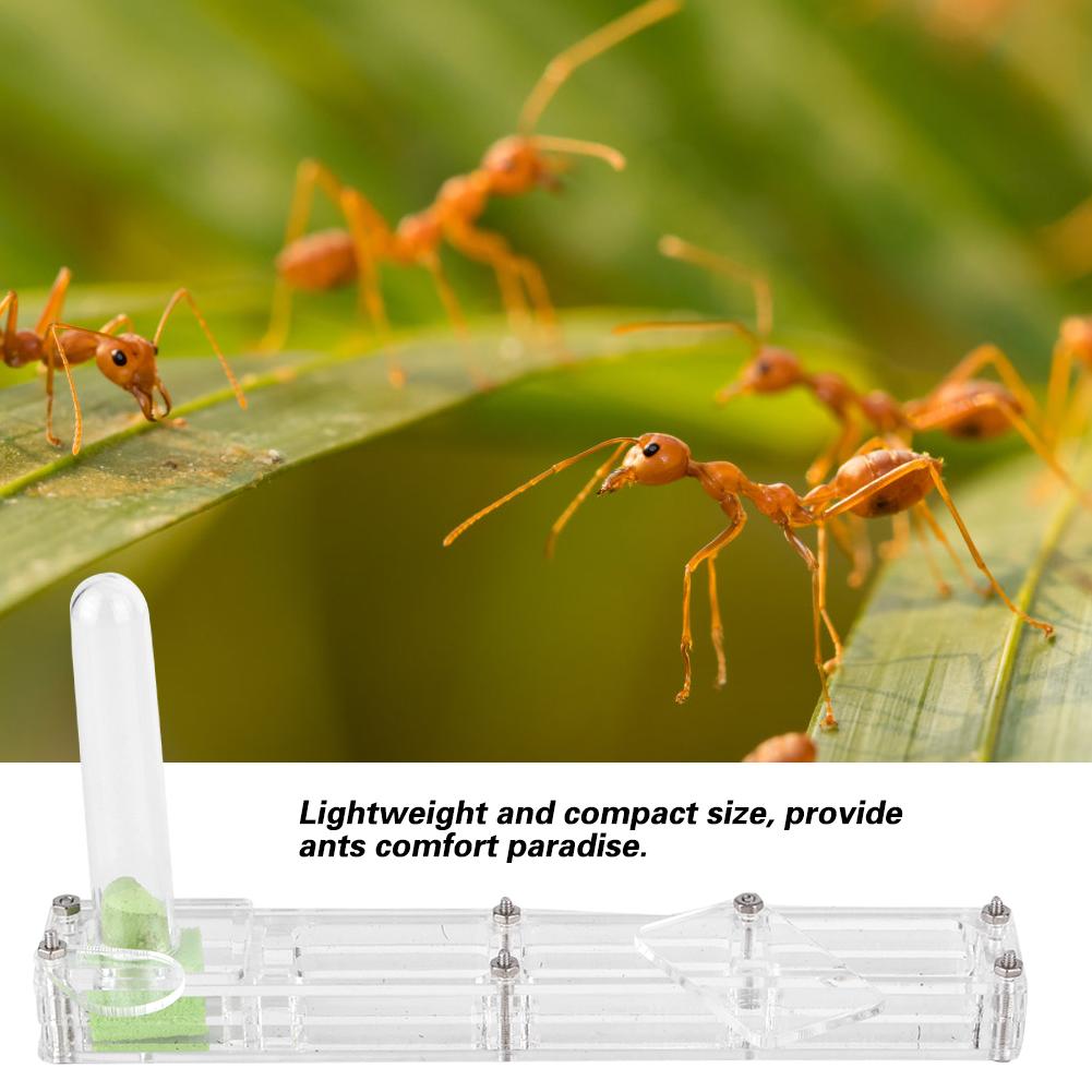 Acrylic Ant Breeding House Nest Formicarium Display Box with Water Tower Moisturizing