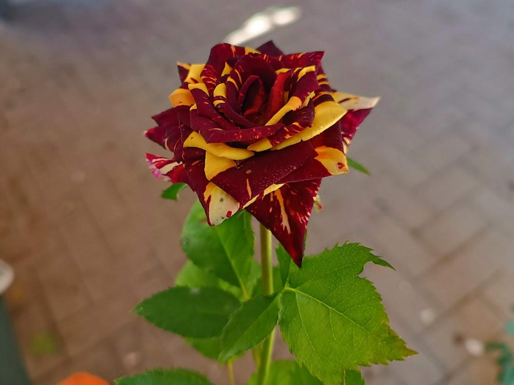 50 СЕМЯН РОЗЫ АБРАКАДАБРА СВЕЖИЕ СЕМЕНА