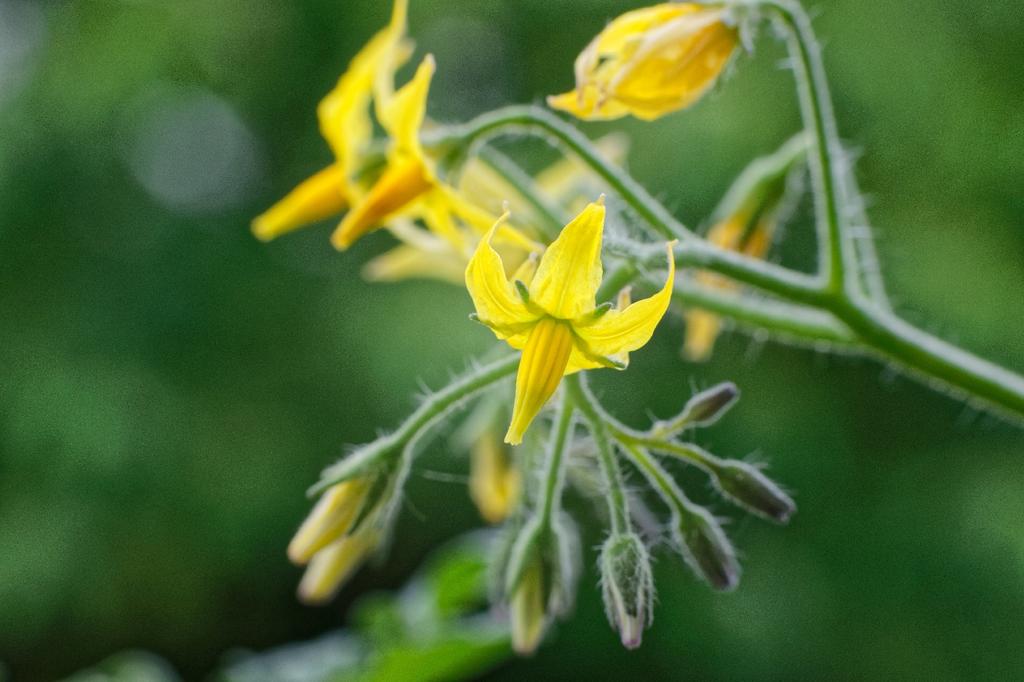 SAFLAX Garden in the Bag - Органический - Помидор - Golden Queen - 15 семян - С субстратом в подходящем стоячем пакете - Solanum lycopersicum