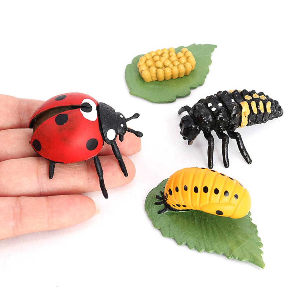 Учебные пособия по жизненному циклу животных для детей от 5 лет Божья коровка