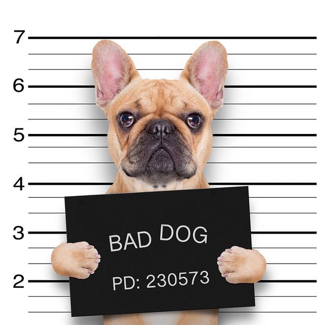 5d алмазная живопись кошка DIY мозаика цветок полная круглая/квадратная Алмазная вышивка животное ремесленный декор для дома