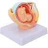 Анатомическая модель таза беременной женщины, модель тазового отдела человека, модель анатомии беременности, модель плода девяти месяцев, в натуральную величину, со съемными частями