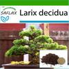 Bonsai - European Larch - 75 Seeds - With Potting Substrate for Better Cultivation - Larix Decidua