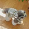 Flying Sleeve Dog Vest Lace Pet Dress Pet Supplies Pet Clothes  Puppy