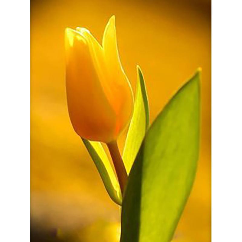 5D DIY Алмазная картина, полная круглая дрель, цветок, набор для вышивки крестом, мозаика, алмазная вышивка, роза, настенное искусство, украшение дома