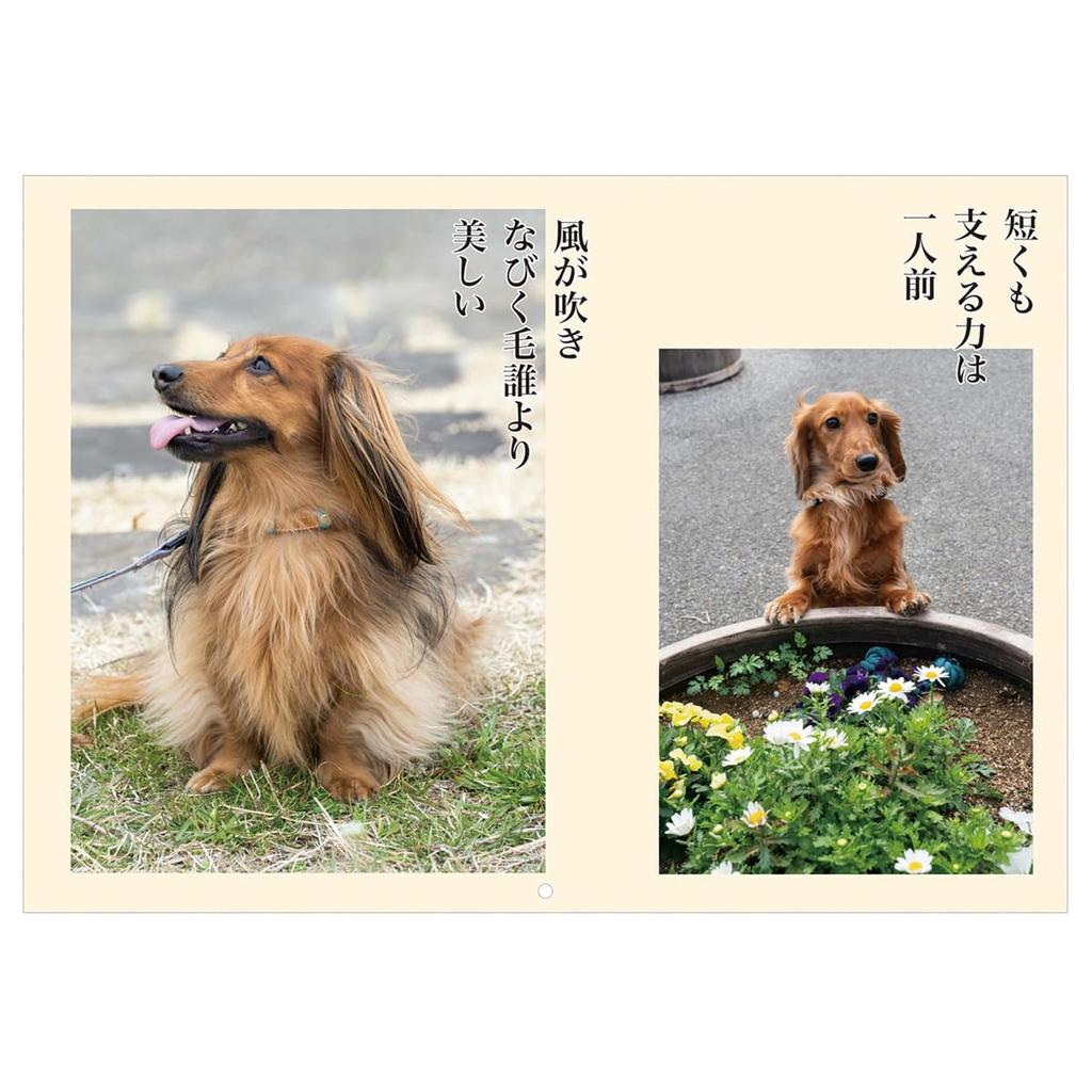 Календарь Дакс Сенрю на 2025 год № 020