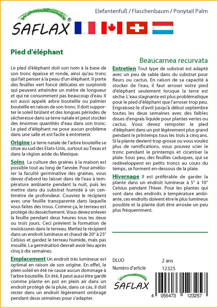 SAFLAX Ponytail Palm - 10 семян - Beaucarnea recurvata.