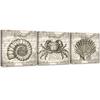 Set of Three Pictures Canvas Print Retro Shells
