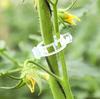Clips for tomatoes, bean plants, shoots, 50 pieces