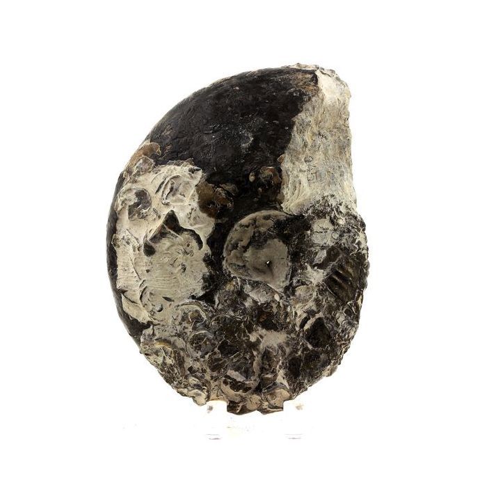 Pierres et Minéraux. Fossile Ammonite Perilytoceras Pyritisée. 3610.0 ct. Villers-sur-Mer, Calvados, France.