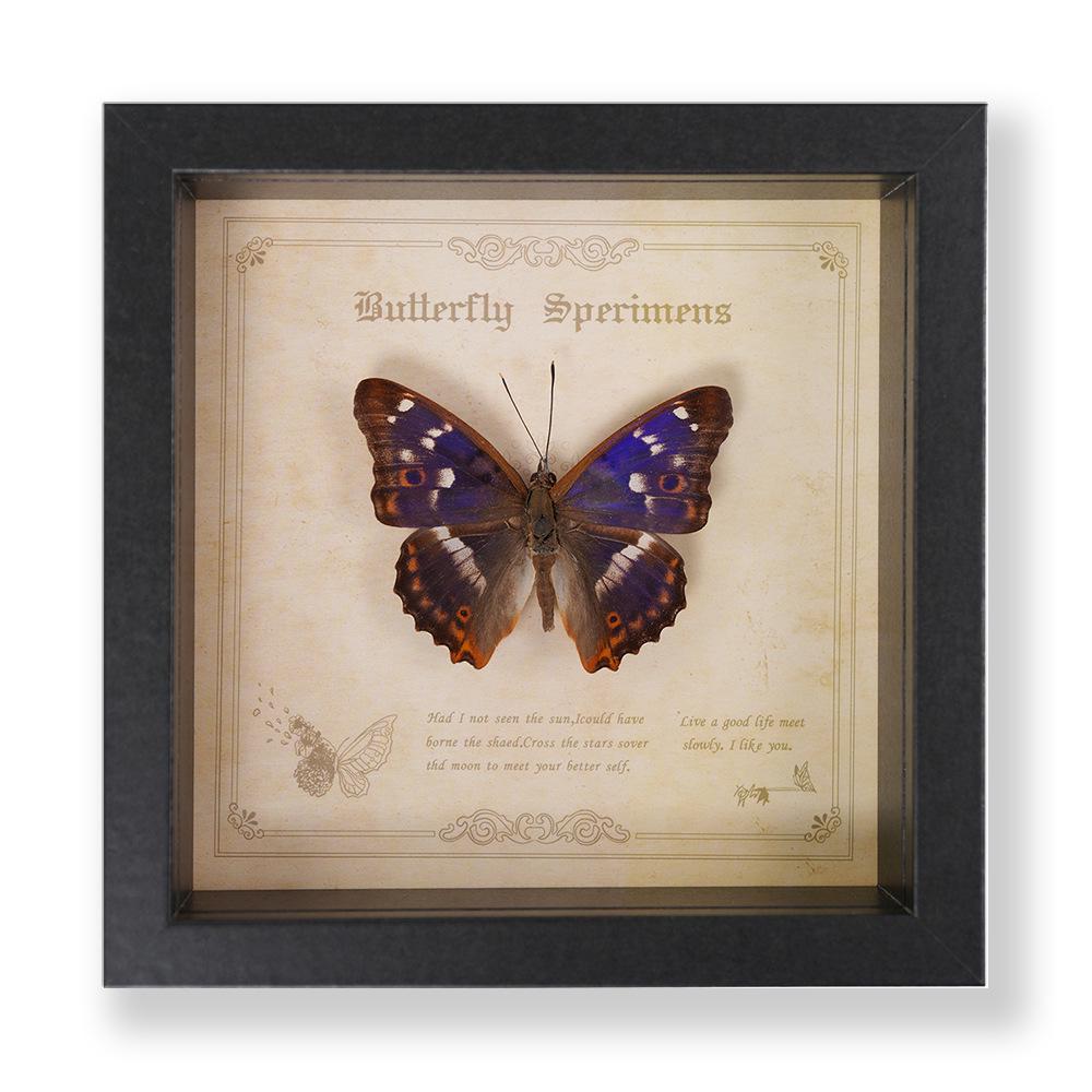 Декоративная картина с образцом бабочки Зеленый Парусник - Настоящее насекомое для демонстрации