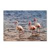 Flamingo Large Carpet Feather Wind Bedroom Floor Mat