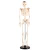 85cm Human Skeleton Model with Stand Biological Experiment Tool for Anatomical Teaching Use
