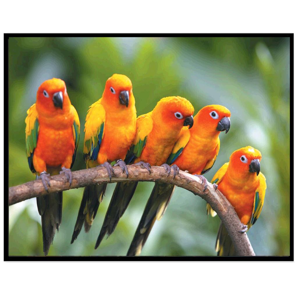 Dotzso Store 5D Diy Алмазная картина Полный круг Смола Животное Алмазная вышитая мозаика Картина Стразы Ремесла