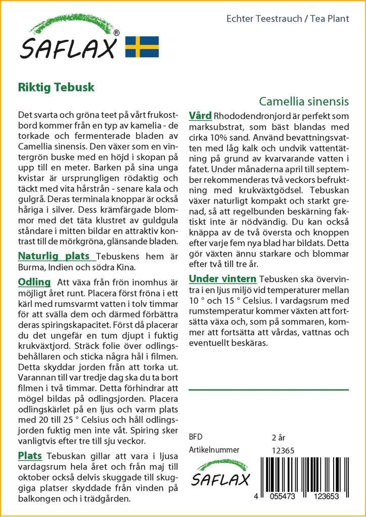 SAFLAX Чайное растение - 6 семян - С горшечным субстратом для лучшего выращивания - Camellia sinensis