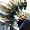 Headwear Hairstyle Design Tool Peacock Feather Hairpin Hair Accessories Ethnic Dance Hair Stick