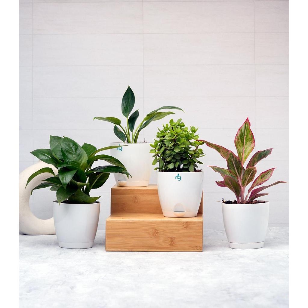 Набор из 6 самополивающихся цветочных горшков для растений | Пластиковые горшки для растений | Кашпо для дома, гостиной, сада