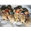 15 Colors Puppy Whelping Collars Adjustable Pet Identification Collars Soft Bands for Newborn Dog for Cat Kitten 3 Sizes