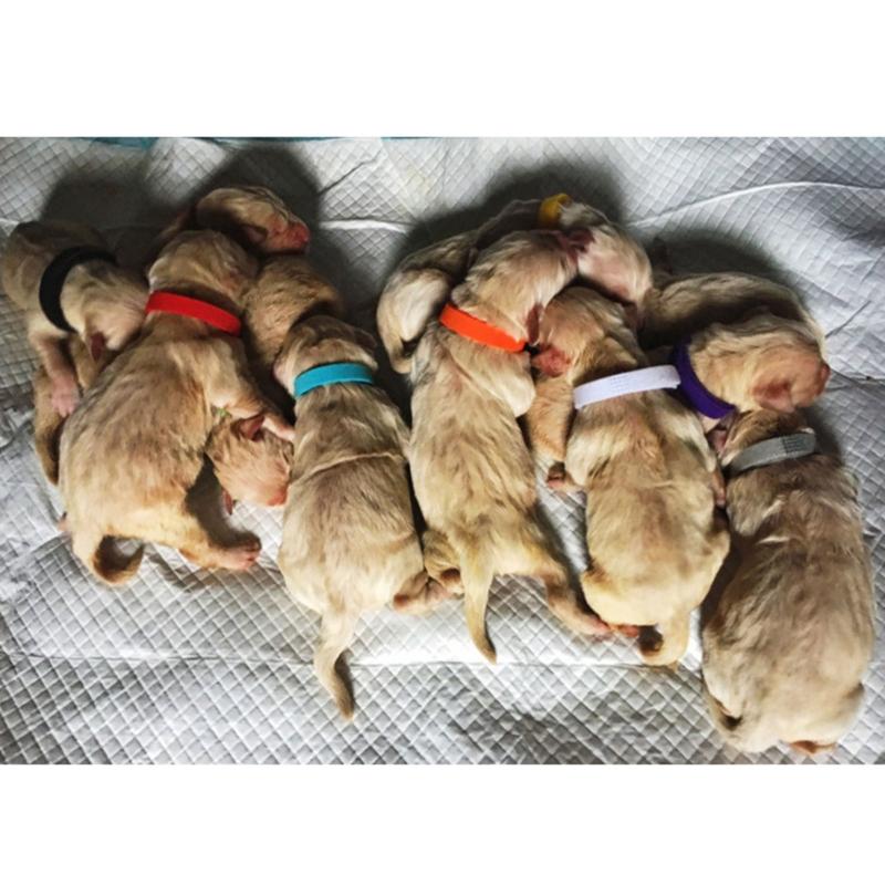 15 Colors Puppy Whelping Collars Adjustable Pet Identification Collars Soft Bands for Newborn Dog for Cat Kitten 3 Sizes