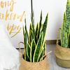Artificial Snake Plant Agave Bonsai for Indoor & Outdoor Decor - Green Single Stem in Pot for Home or Office