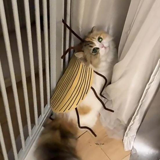 Костюм крыльев кошачьего таракана, комплект одежды для кошачьих тараканов, забавная одежда для домашних животных, наряд для косплея кошек ручной работы для вечеринок