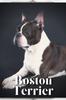 Книга Boston Terrier : Dog Breed Overview and Guide