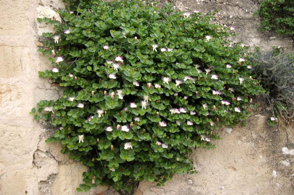 SAFLAX Garden in the Bag - Каперсы - 25 семян - С субстратом в подходящем пакете - Capparis spinosa