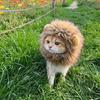Halloween Cat Lion Mane Wig Costume Funny Lion Hair Pet Cosplay Outfit with Ear for Holiday Photo Shoot Party Dress-up Accessory