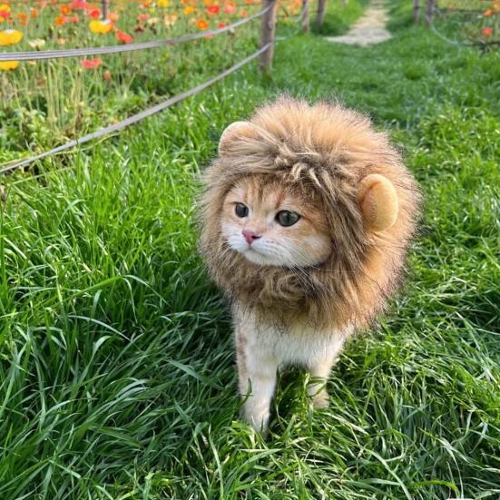 Halloween Cat Lion Mane Wig Costume Funny Lion Hair Pet Cosplay Outfit with Ear for Holiday Photo Shoot Party Dress-up Accessory
