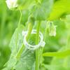 20Pcs Seedlings Fixing Clips Quick-open Plant Support Clips Clear Vine Fixing Buckles for Grafting Tying Vines And Hanging Plants Healthy Growth
