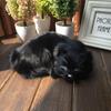 Милая реалистичная игрушка-кошка, имитация животного из меха, мини-кукла-кошка, реалистичные миниатюры, плюшевые спящие кошки, игрушки для детей