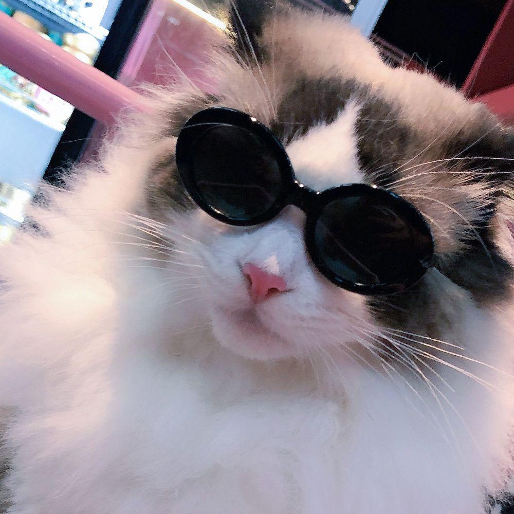 For Small Cat Pet Products Photos Props Pets Party Decor Cat Eye-Wear Cat Glasses Cat Sunglasses