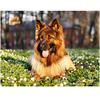5d Diy Diamond Painting Shepherd Dog Diamond Embroidery Diamond Painting Cross Stitch