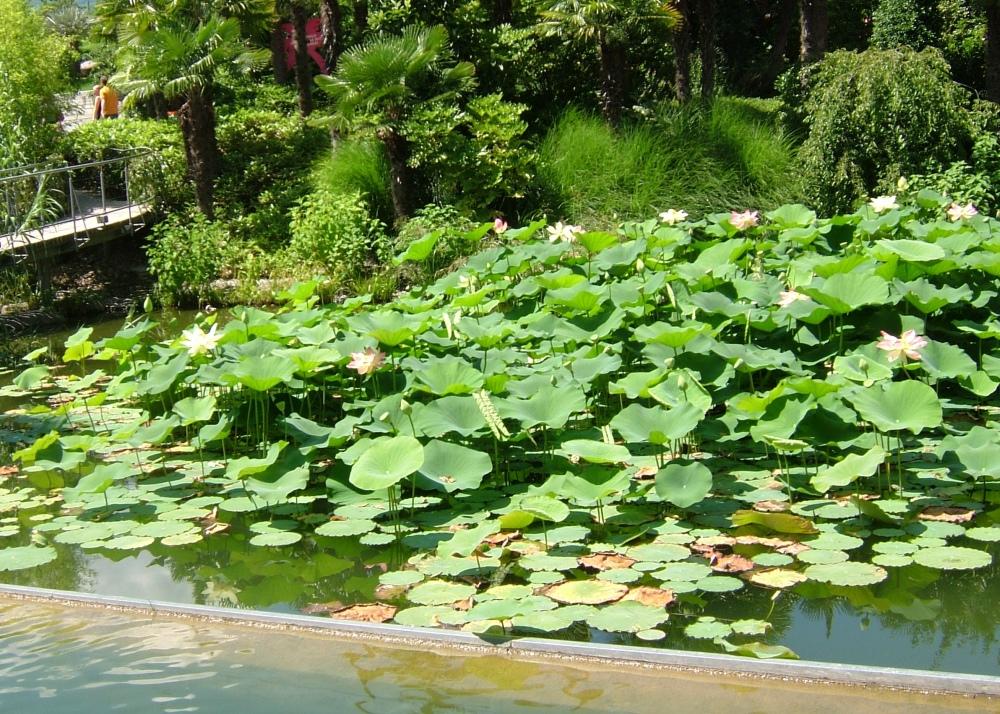 SAFLAX Garden in the Bag - Священный индийский лотос - 8 семян - С субстратом в подходящем пакете - Nelumbo nucifera