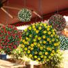 1/2Pcs 20/25CM Artificial Boxwood Topiary Ball UV Resistant Weather-proof Hanging Faux Flower Greenery