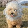 Mesh Pet Anti-Mosquito Headgear Adjustable Love/Wave Point Pattern Dog Anti Licking Headgear Breathable Dog Face Mask Daily Walk