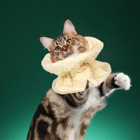 Ошейник для восстановления, чтобы не лизать, кусаться, легко есть, пить, вышивать цветами, теплый кот