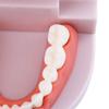 Demonstration Dental Teaching Teeth Model Denture Model Flesh Pink Gums Standard Teeth Model