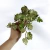 Имитация зеленого растения Суккуленты Руки на ощупь не увядшие Не выцветают Легкий уход Тонкая работа Орнамент Листья кориандра Искусственный лист