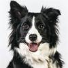 5d Sale Embroidery Diamond Diy Diamond Painting Dog Animal Rhinestone Picture