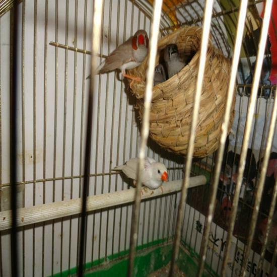 Клетка для волнистых попугайчиков Peony Budgie с гнездом из травы - красочная среда обитания и принадлежности для птиц