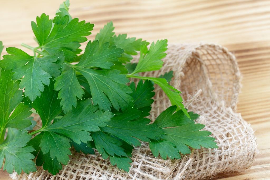 SAFLAX Garden in the Bag - Органический - Кервель - 800 семян - С субстратом в подходящем стоячем пакете - Anthriscus cerefolium