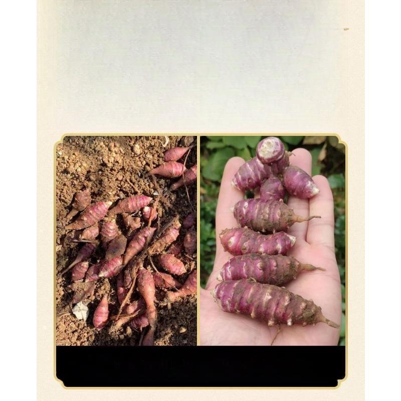 Pancreatic Pancreatic Fruit Ghosts Cold Brewed Fruit Tea Flower Fruit Tea