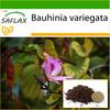 Дерево верблюжьей лапки - 8 семян - С горшечным субстратом для лучшего выращивания - Bauhinia variegata
